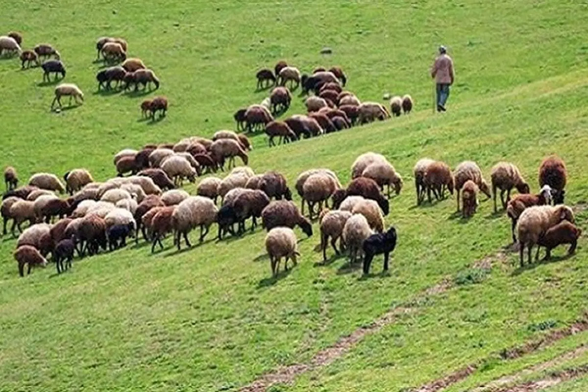 واگذاری ۹۷ درصد مراتع چهارمحال و بختیاری به بهره‌برداران