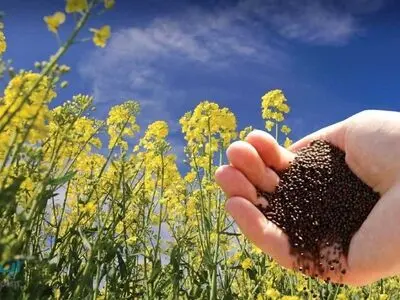 برداشت 850 تن دانه‌های روغنی از سطح زمین‌های کشاورزی استان مرکزی 