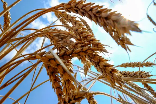 واردات 80 هزار تن گندم به استان مرکزی در سال گذشته / 64 هزار تن گندم از استان صادر شده است