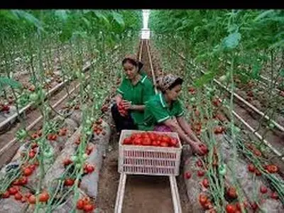 تا پایان سال جاری؛ تمام تعهدات توسعه گلخانه‌های استان زنجان عملیاتی می شود
