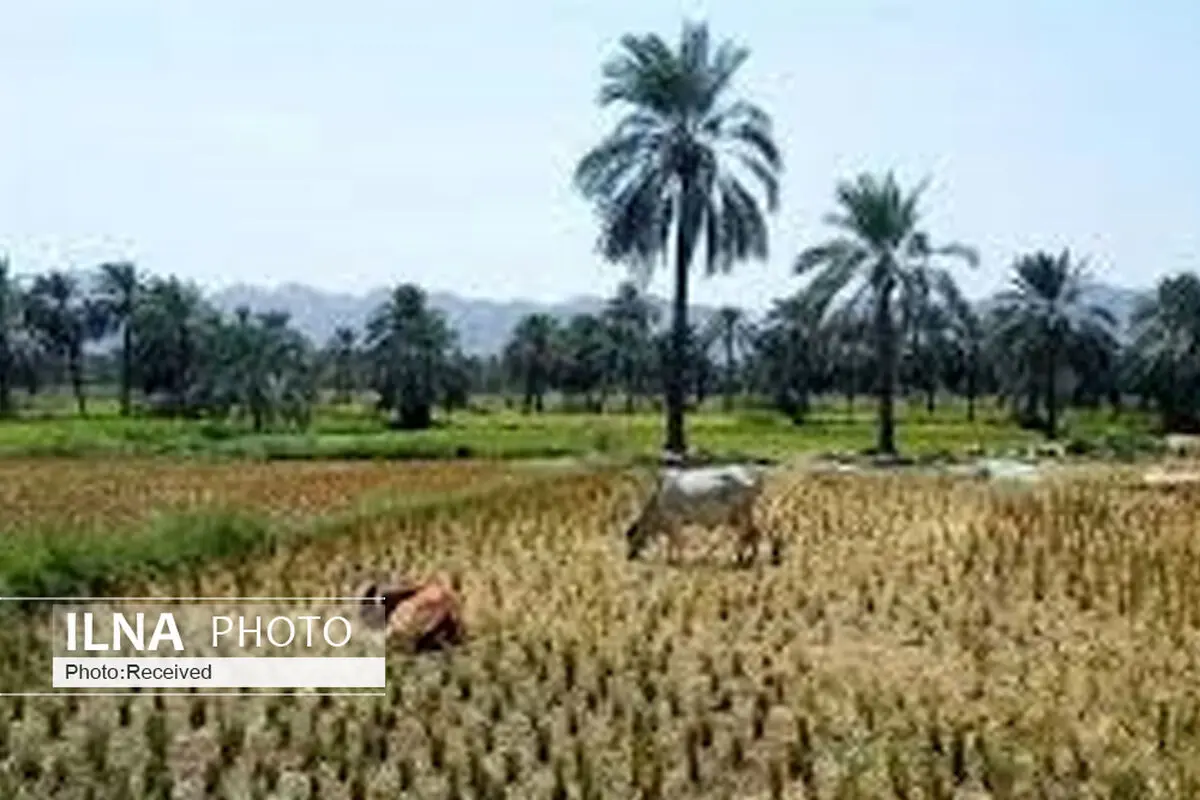 آیا ذخایر آبی خوزستان اجازه کشت برنج را می‌دهد؟ 