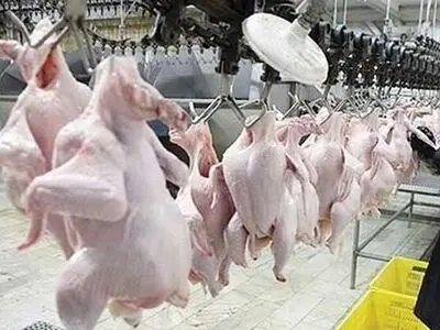 عرضه بیش از ۱۵ تن مرغ با تلاش زندانیان لاهیجانی به بازار