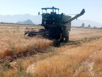 برداشت ۲۵۵۰ تن گندم و جو از مزارع نی‌ریز