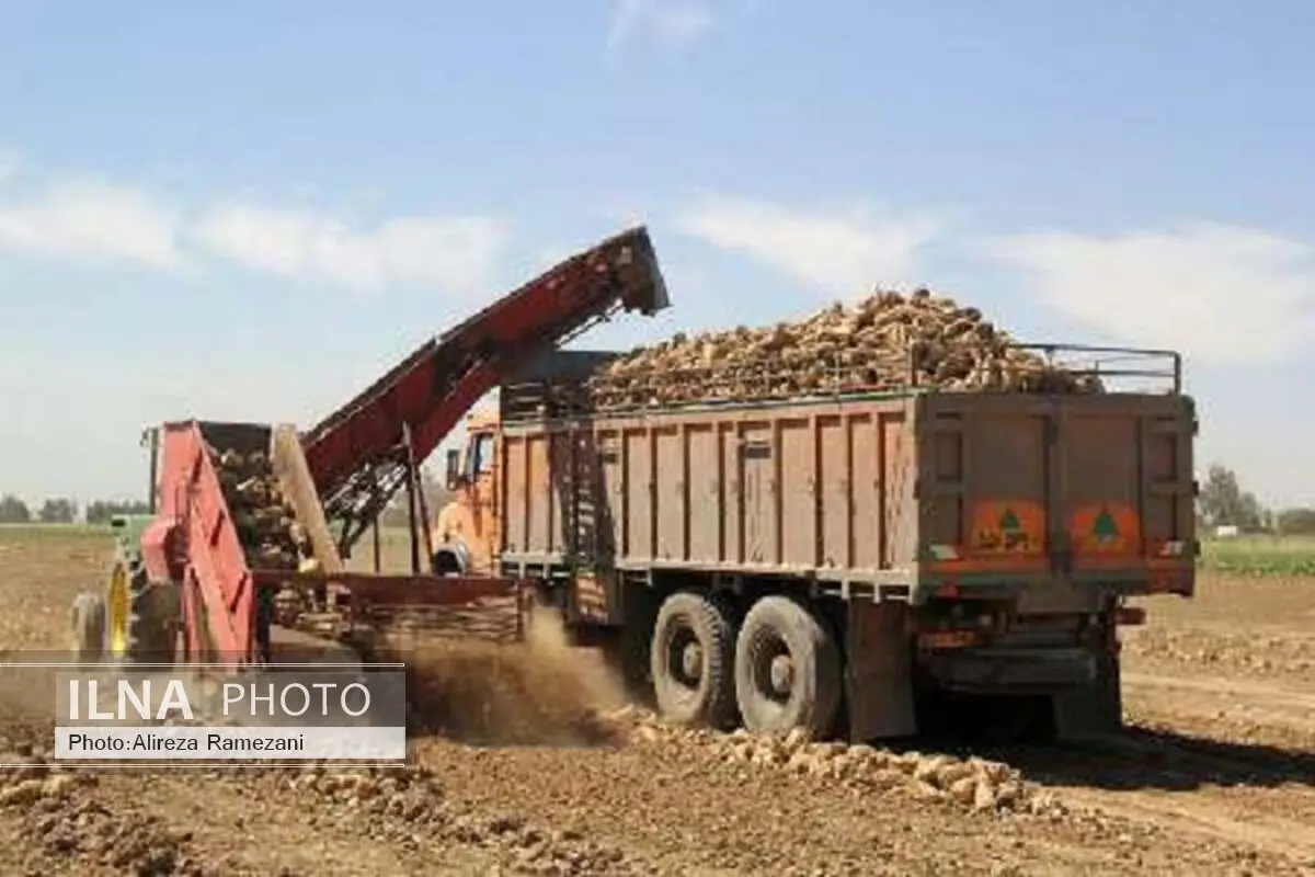 پرداخت 51 درصد بهای چغندرقند تحویلی از چغندرکاران آذربایجان غربی