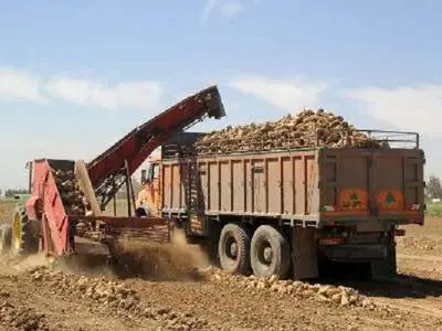 پرداخت 51 درصد بهای چغندرقند تحویلی از چغندرکاران آذربایجان غربی