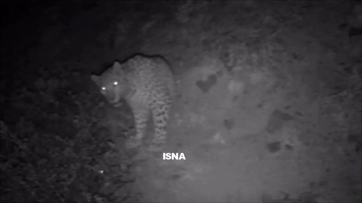 ثبت تصویر پلنگ ایرانی در ارتفاعات رودبار + فیلم