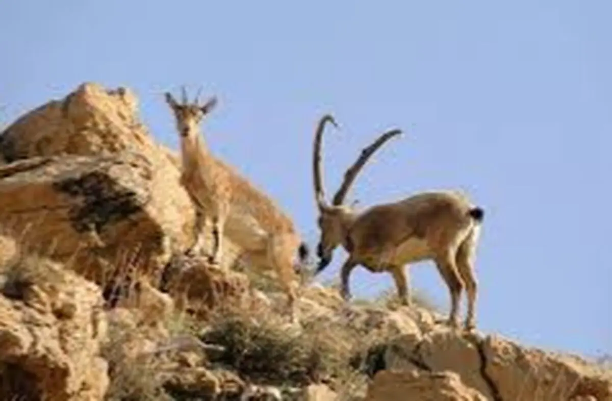 افزایش جمعیت نشخوار کنندگان و کاهش گرگ در حیات وحش / با کمبود شدید محیط بان مواجه هستیم