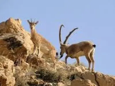 افزایش جمعیت نشخوار کنندگان و کاهش گرگ در حیات وحش / با کمبود شدید محیط بان مواجه هستیم