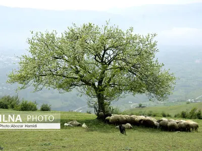 شکوفه های بهاری /  رودبار گیلان