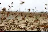 بررسی آخرین روند هجوم ملخ های صحرایی به بوشهر