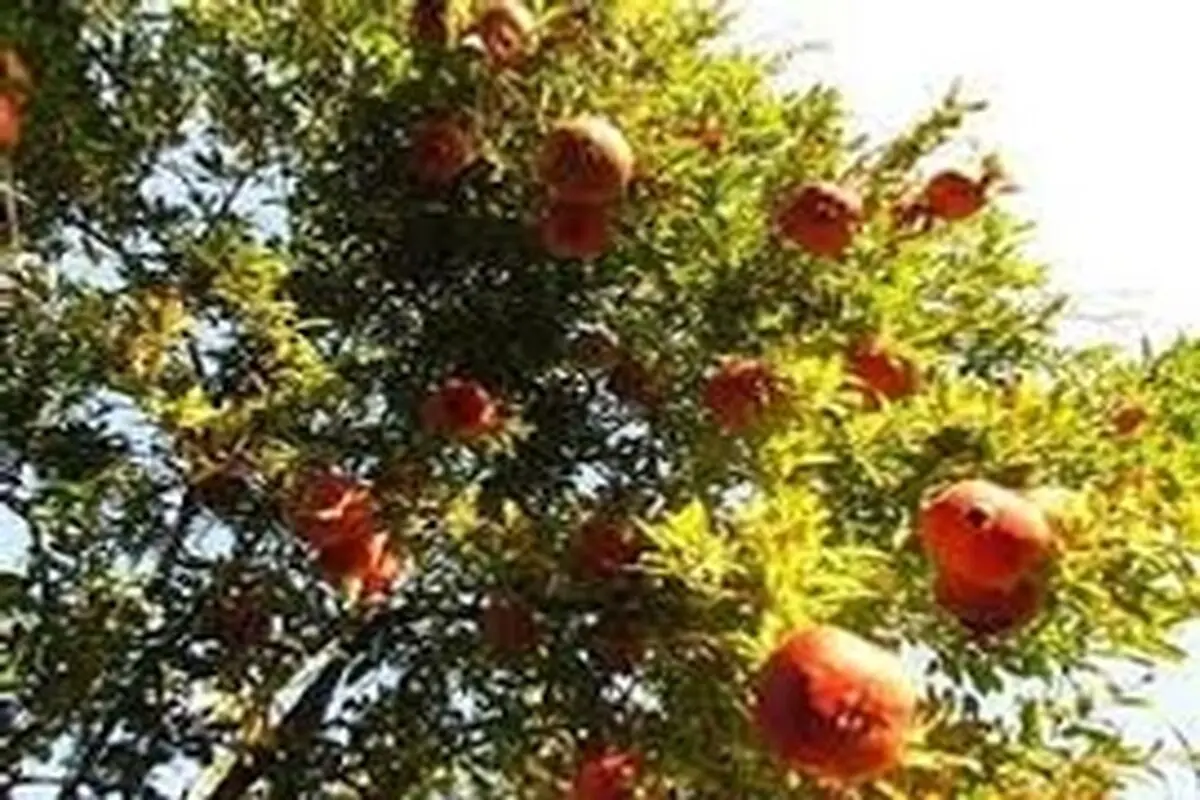 میزان انار تولیدی در اردستان از ۳۶ هزار تن فراتر رفت