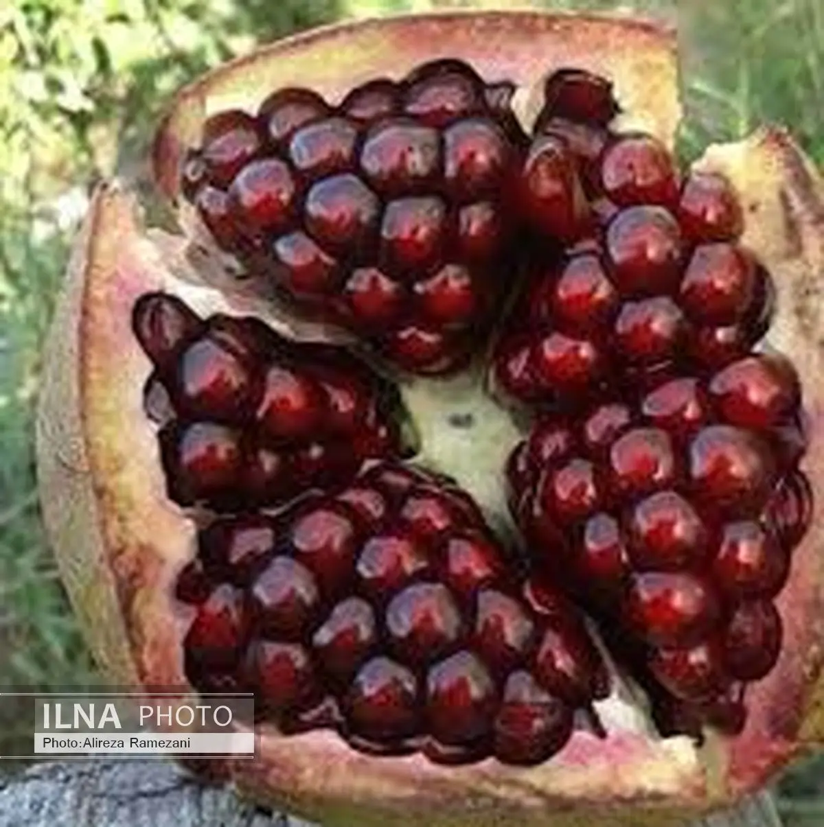 اشراقی‌ها با یلدا سرمی‌کنند