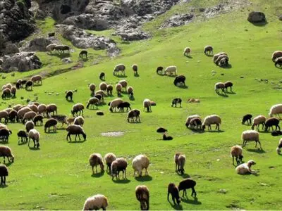 اخراج 12 هزار و 700 رأس دام غیرمجاز از مراتع استان مرکزی