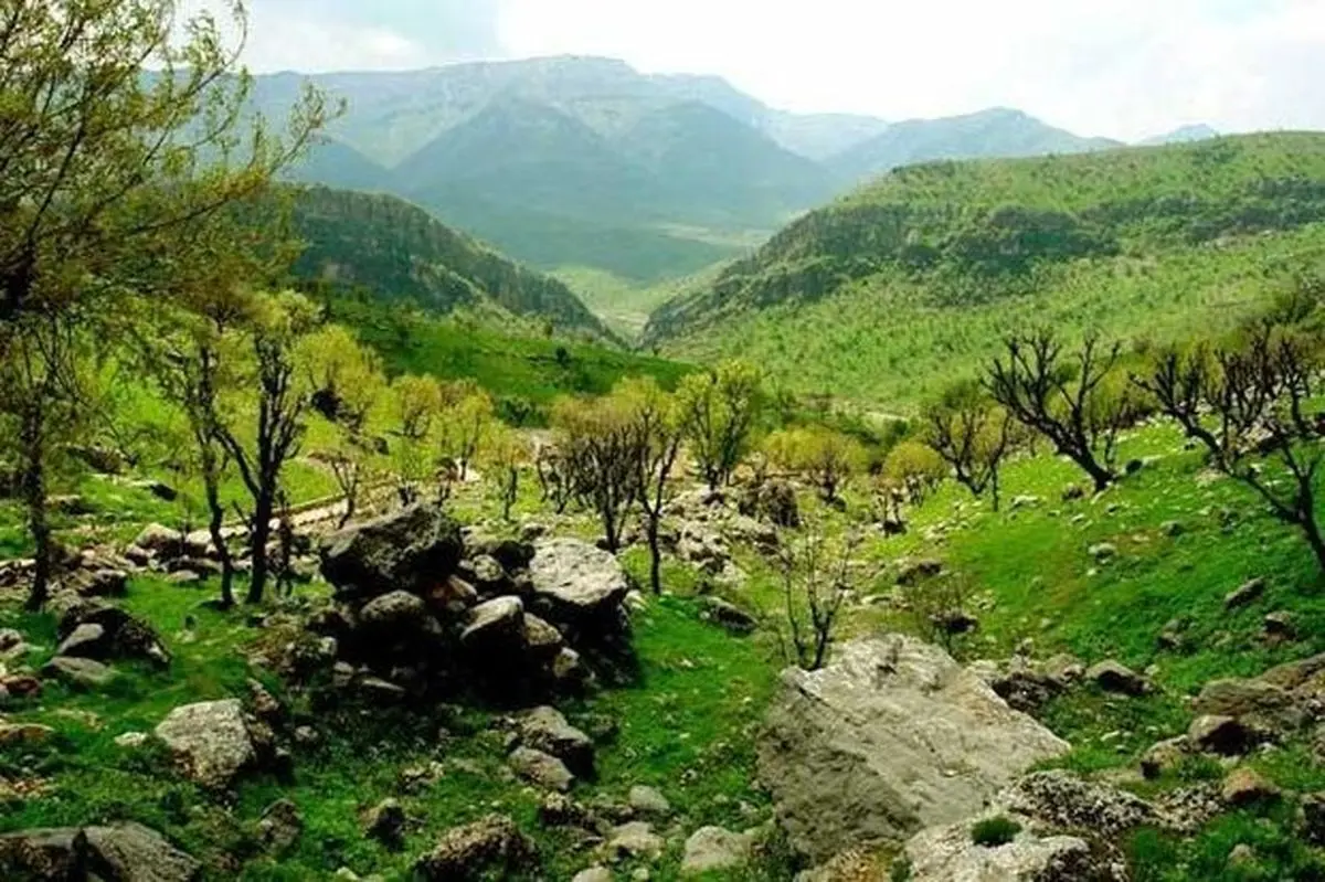 الگوی جنگل‌داری اجتماعی برای جنگل‌های زاگرس در دستور کار است