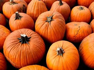 خواص شگفت‌انگیز «کدوحلوایی» و روش‌های مصرف آن 