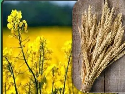 خرید بیش از ۷ هزار تن گندم و ۵۳ تن کلزا تا پایان تیر ماه