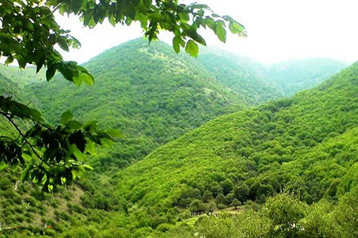 ورود میدانی دادگستری مازندران به ماجرای ساخت و ساز غیرمجاز در جنگل‌های هیرکانی بابل 