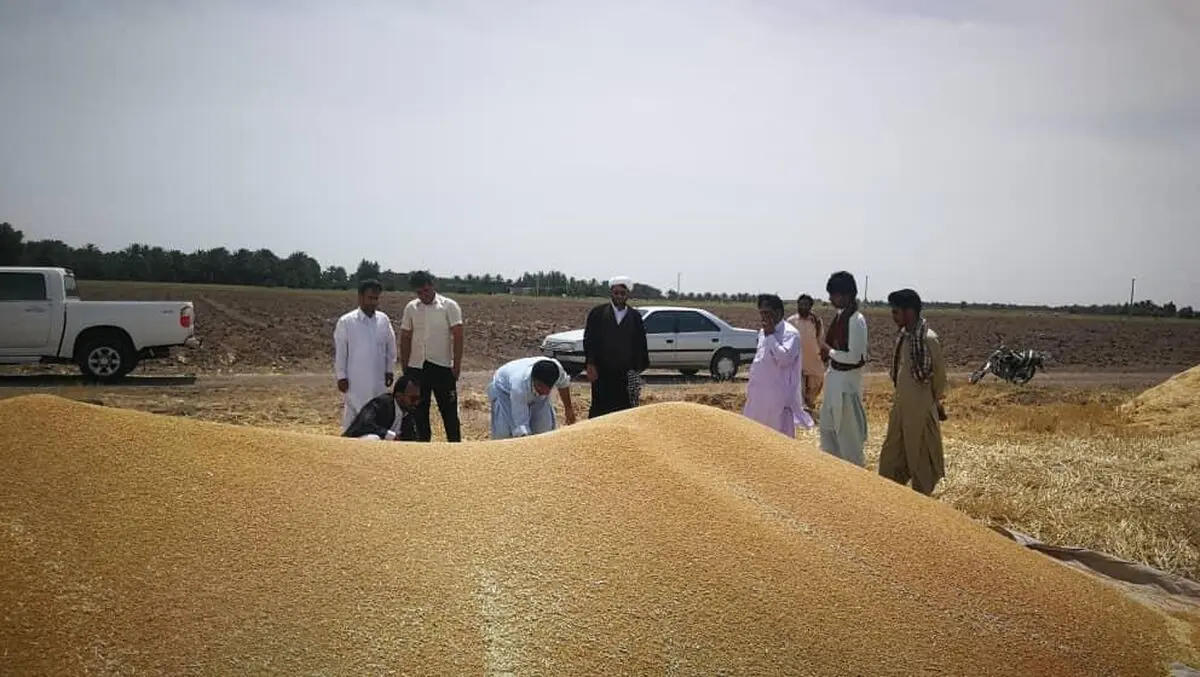 تحویل بیش از ۱۸هزار  تن گندم مازاد بر نیاز به مراکز خرید در سیستان وبلوچستان