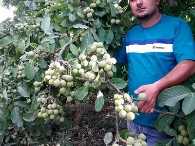 نکاتی که پیش از خرید نهال گردو اسرائیلی باید بدانید!
