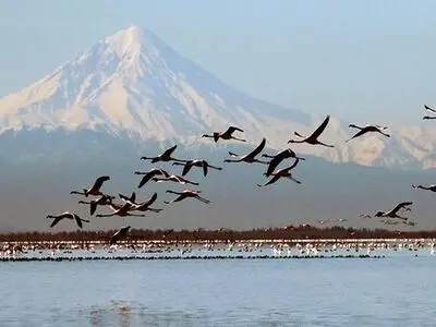 ایران میزبان ۵ درصد از پرندگان مهاجر جهان است
