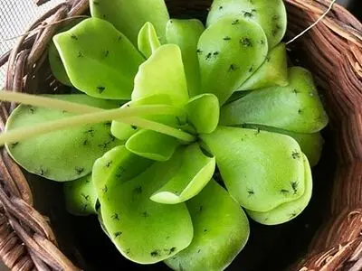 بهترین سم برای از بین بردن پشه ریز گلدان در خانه