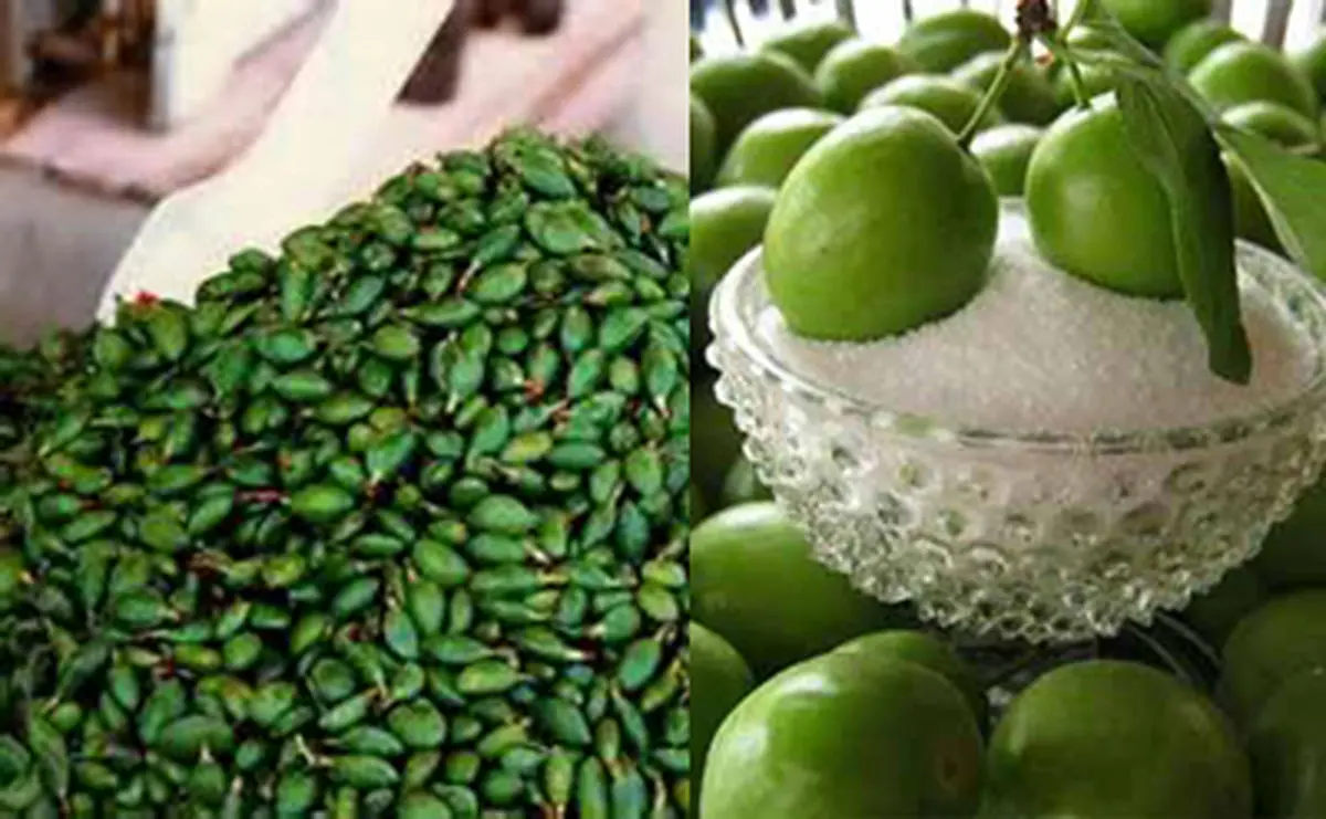 گوجه سبز به بازار آمد/ گوجه سبز از چغاله سبقت گرفت