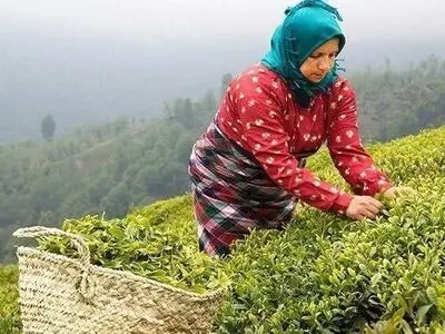 چین تابستانه ۲۰ هزار تن برگ سبز چای از اوایل مرداد امسال تاکنون