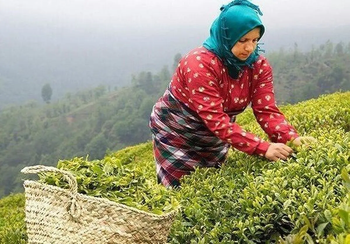 چین تابستانه ۲۰ هزار تن برگ سبز چای از اوایل مرداد امسال تاکنون