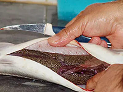صید تجاری ماهی خاویاری همچنان ممنوع است/ با صیادان غیر مجاز برخورد می شود