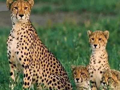 دو توله گمشده «هلیا» پیدا شدند