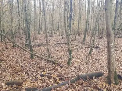 وجود درختان شکسته و افتاده برای جنگل مفید است نه مضر