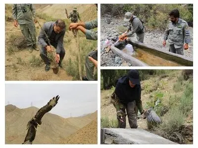 پویش مردمی مهربانی با حیات وحش آغاز شد/ پیش‌بینی احداث آبشخور در مناطق کم‌آب استان تهران 