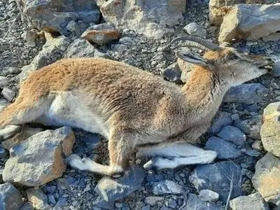 تلفات طاعون نشخوارکنندگان در زیست‌گاه غرب مازندران ادامه دارد