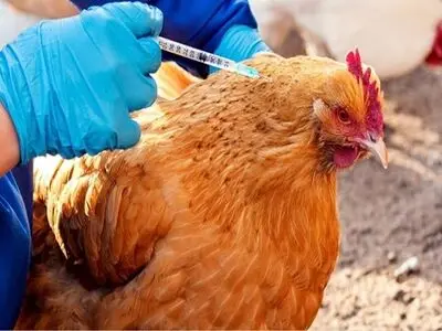 تزریق 220 میلیون دُز واکسن بیماری‌های مختلف طیور در استان مرکزی 