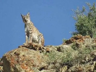 سیاهگوش در چهارمحال و بختیاری ثبت ملی شد