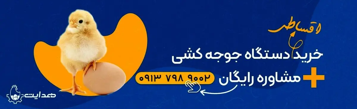 چگونه با جوجه کشی پرندگان، سودی پایدار در اقتصاد امروز ایران کسب کنیم؟