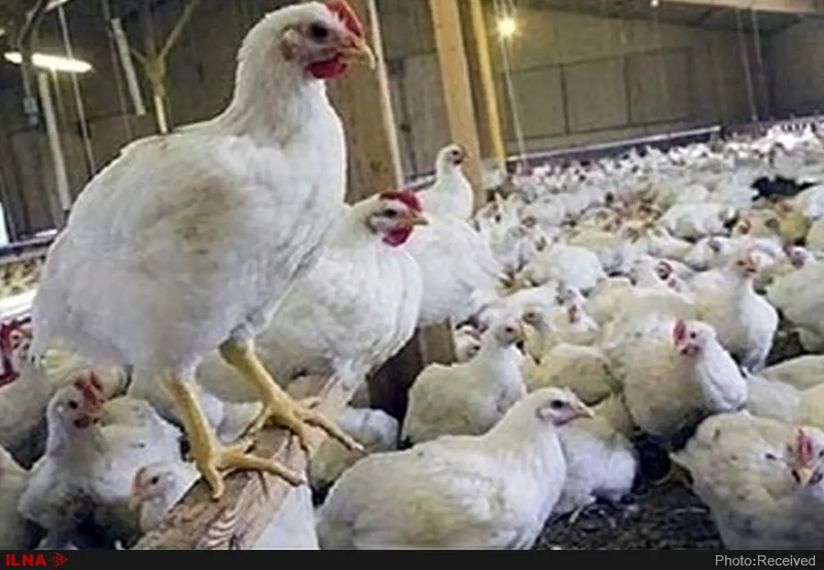 دولت به جای واردات مرغ، نهاده‌های مورد نیاز تولیدکنندگان را تامین کند/ توان صادرات 500 هزار تن مرغ در سال را داریم