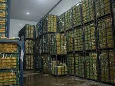 ۲۰۰  تن سیب در سردخانه های استان ذخیره سازی شد