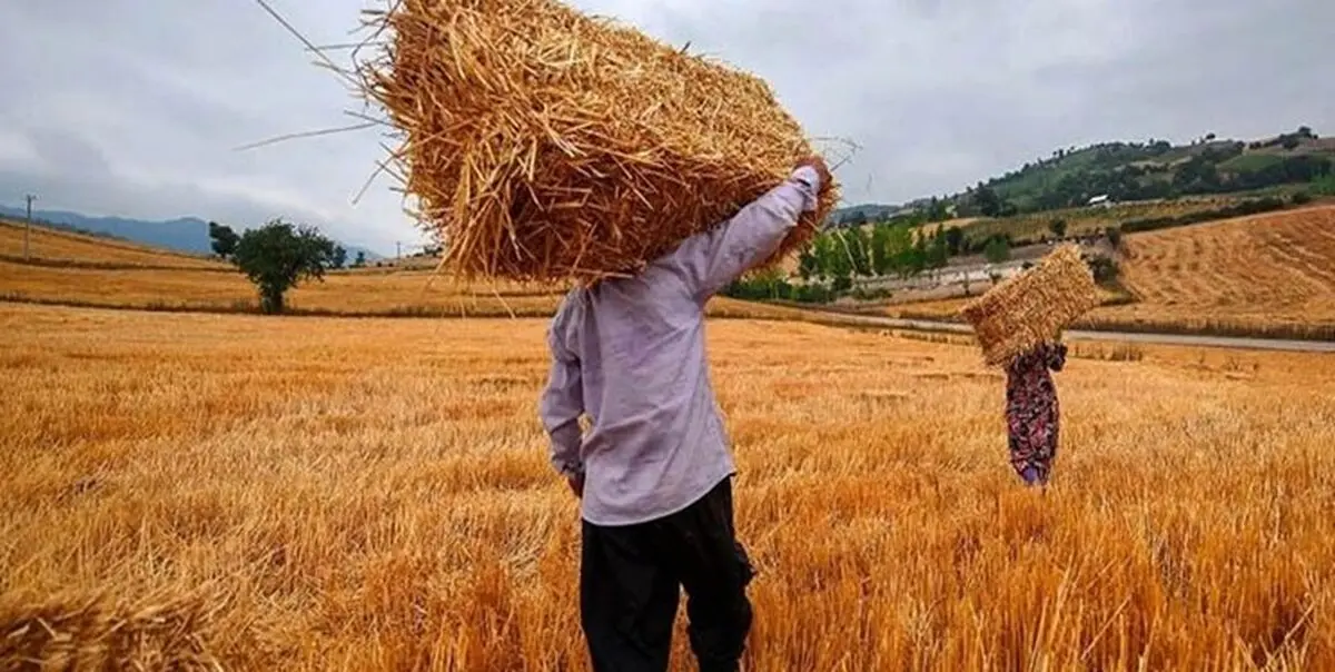افزایش ۵ برابری تولید و خرید گندم در نیشابور 
