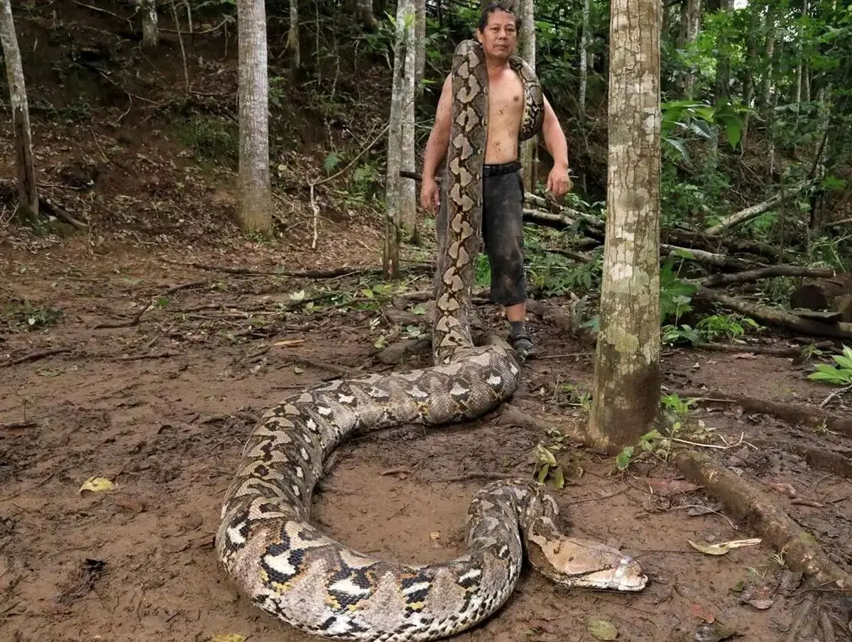 بارونس؛ درازترین مار وحشی جهان + عکس