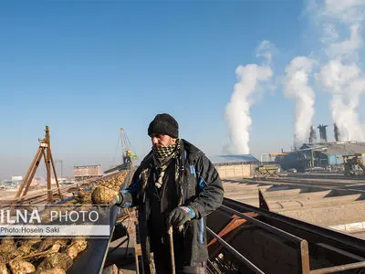 تولید شکر از چغندر قند 