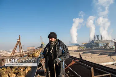 تولید شکر از چغندر قند 