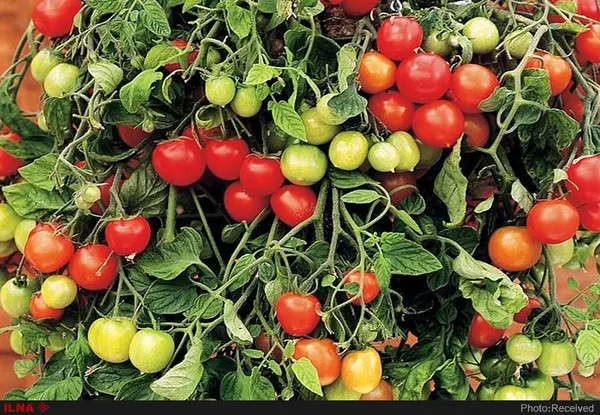 برداشت هزار و ۵۸۰ تن گوجه سبز در استان قزوین