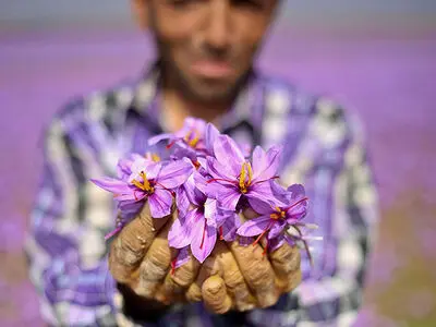 تولید زعفران در سال ۱۴۰۱ ایده‌آل نخواهد بود/ صادرات کاهشی شد