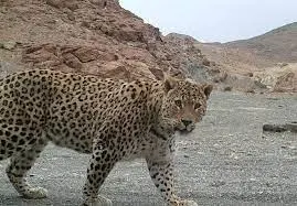 ثبت تصاویری نادر از لحظه شکار یک بز کوهی توسط پلنگ ایرانی