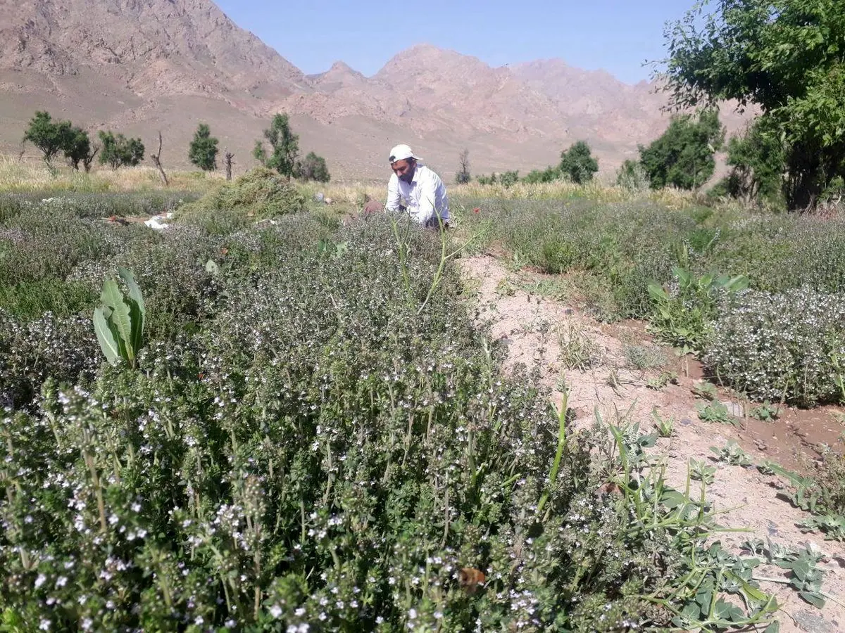 برداشت آویشن آبی از سری گیاهان دارویی در روستای رضوی گناباد