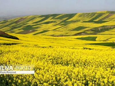 رشد ۱۸ درصدی خرید دانه روغنی کلزا 