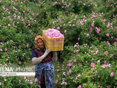 آغاز «نوزدهمین جشنواره گل محمدی» در نیاسر