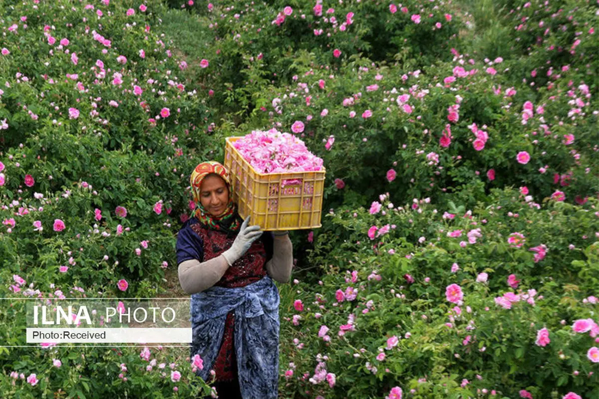 آغاز برداشت گل محمدی از ۱۳۵ هکتار مزارع کشاورزی در استان قزوین