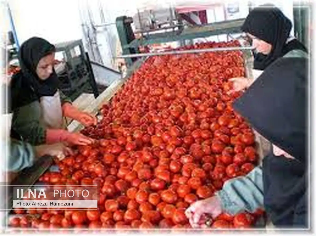 30تن رب گوجه فرنگی غیربهداشتی در مرودشت معدوم شد 